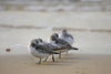 Sanderling - Life Size Posters