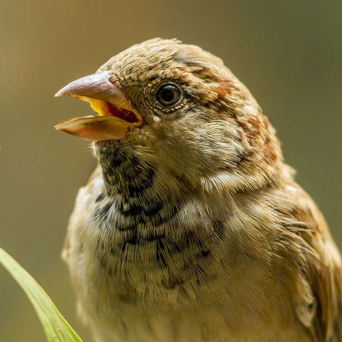 A Small Chat - Life Size Posters
