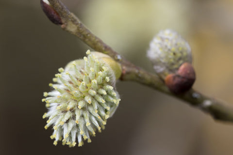 Spring Buds I by Peter Garner