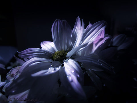 Shy - Life Size Posters by Jill