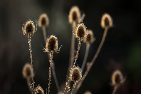 Winter Teasels by Peter Garner