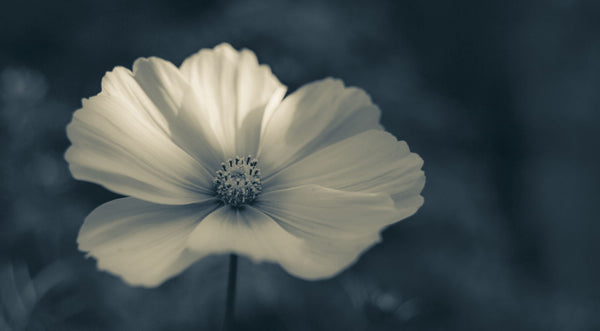 Love Grows - Framed Prints