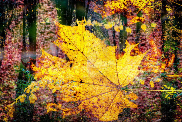 Autumn´S Collage 2 - Framed Prints