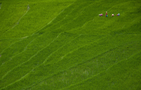 Paddy Field - Framed Prints
