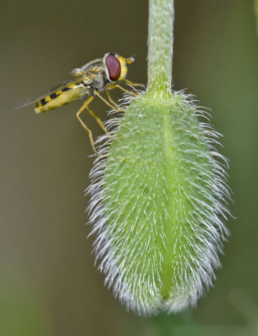 Slept Bee by Janmohamad Malekzadeh