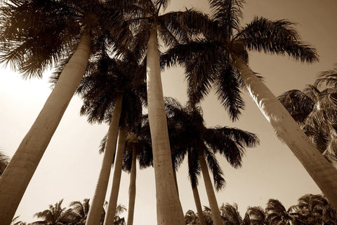 Palm-Trees - Canvas Prints by Alain Dewint