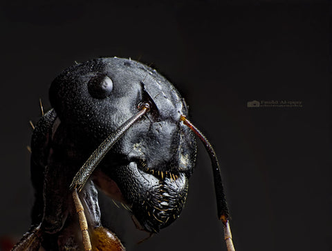 Ant Portrait by Fouad AlQaisy
