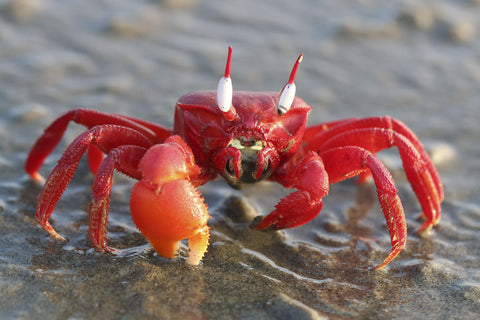 Red Beauty - Framed Prints