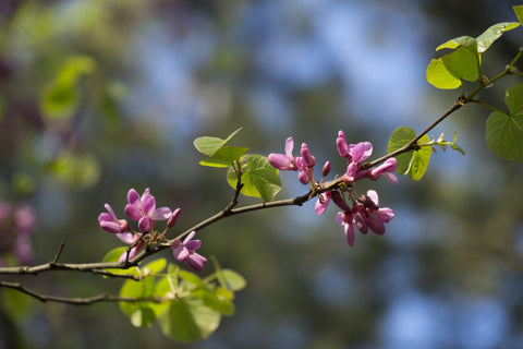 Erguvan - Large Art Prints