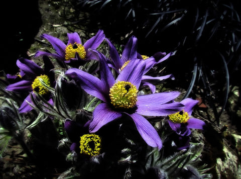 Happy Family - Life Size Posters by Jill