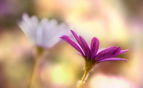 Open Heart - Life Size Posters by Diana Moreno