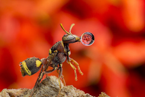 Wasp Blowing Water Droplet - Framed Prints by Carrot Lim