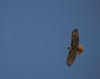 Red Tailed Hawk - Life Size Posters