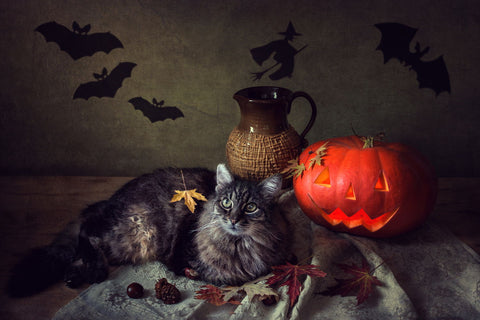 Halloween Cat - Canvas Prints by Iryna Prykhodzka