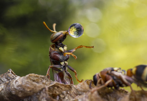 Wasp Blowing Water Droplet - Framed Prints by Carrot Lim
