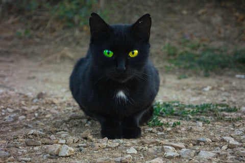 Black Cat by Natali Vaschenko
