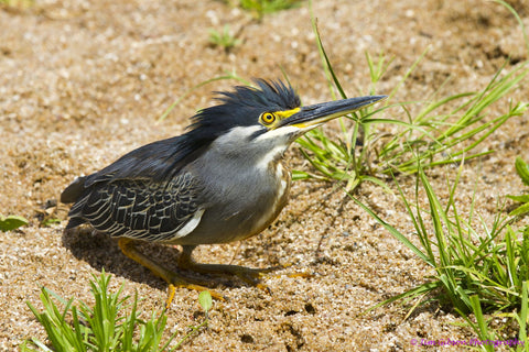 I'm Watching You - Life Size Posters