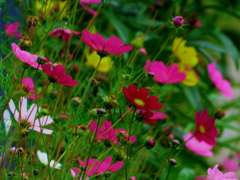 Colourful Flowers - Life Size Posters