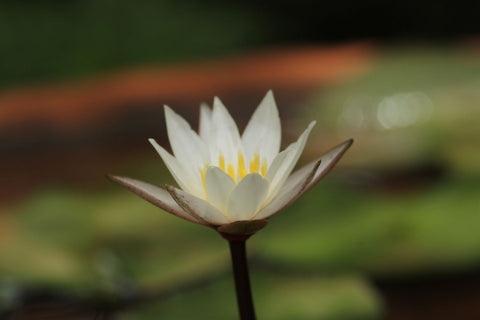 The Lotus by Amit Kulkarni