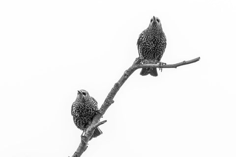 Starlings by Peter Garner