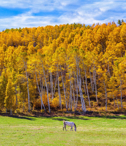 Graze Away by Srivats Ravichandran Photos