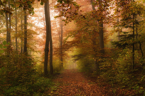 Autumn Morning - Canvas Prints