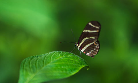 Houston Butterfly by Frédéric Gombert