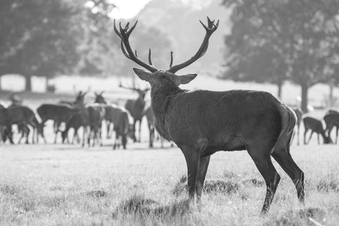 Checking Out - Canvas Prints