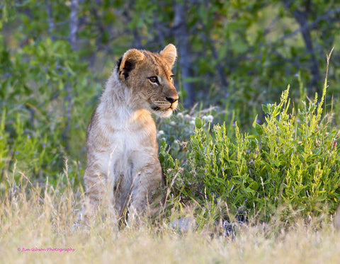 Im Watching by Jim Gibson Photography