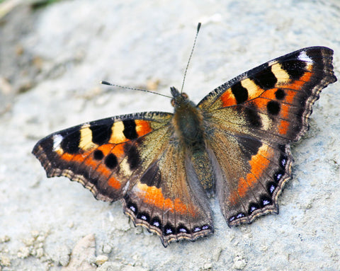 Tortoiseshell Butterfly by Ananthatejas Raghavan