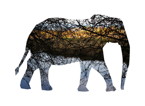 Destiny - Life Size Posters