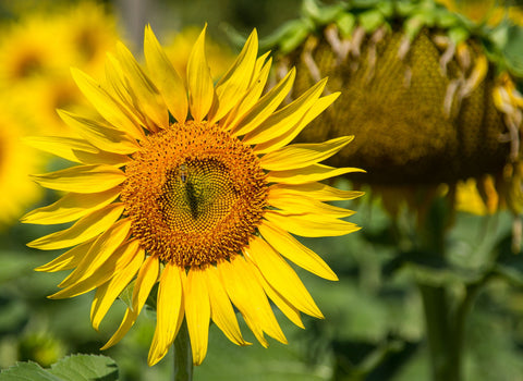 The Blooming And The Dying by Gabriele Fabrizio Sbalbi