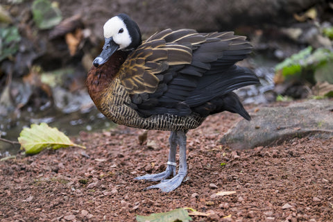 White Faced Whistling Duck - Life Size Posters by Martin Beecroft Photography