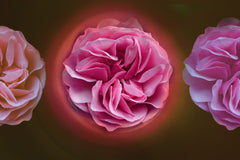 A Rose Is Forever by LS Photography | Tallenge Store | Buy Posters, Framed Prints & Canvas Prints