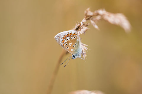 Common Blue Butterfly On Grass by Peter Garner