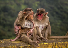 A Family Chat Together by Sachin Sawhney Photography | Tallenge Store | Buy Posters, Framed Prints & Canvas Prints