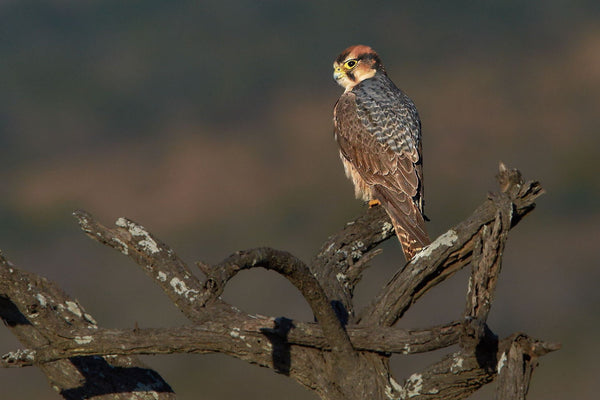 African Hobby - Art Prints