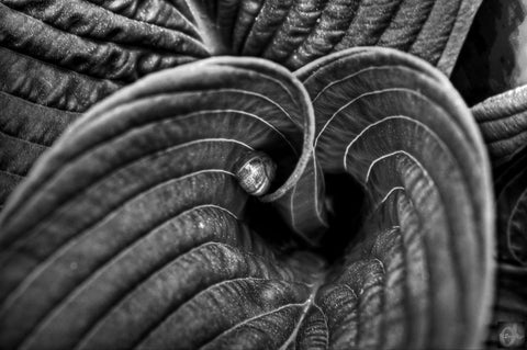 Conch by William De Simone