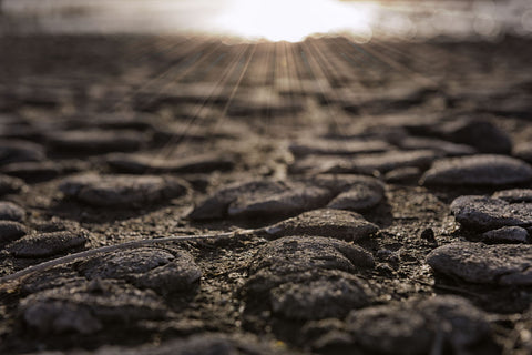 Sun Rays - Large Art Prints