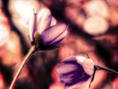 Flower by Milan Turek