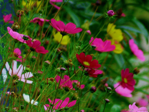 Colourful Flowers by Nick Tucker