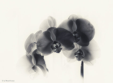 Black Orchid - Canvas Prints by Jill