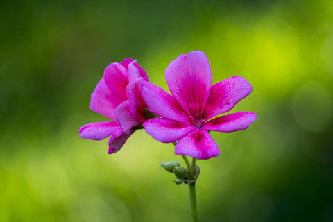 Pink Flower by Lizardofthewisard