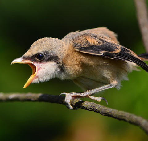 Angry Bird by Tallenge