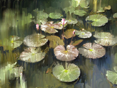 Lily Pond - Framed Prints