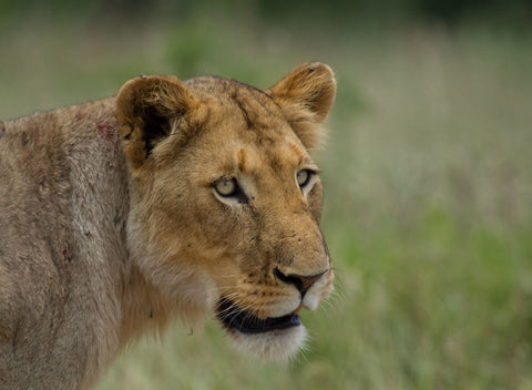 Looking Into The Distance by RN Nobby Clarke