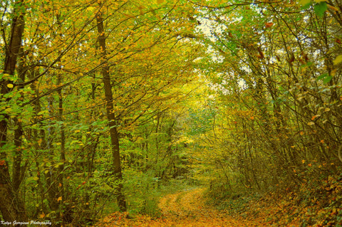 Autumn Forest by Katya Georgieva Photography