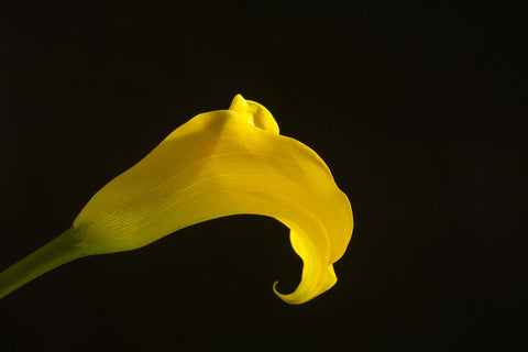 Yellow Calla Lily - Life Size Posters by Lizardofthewisard