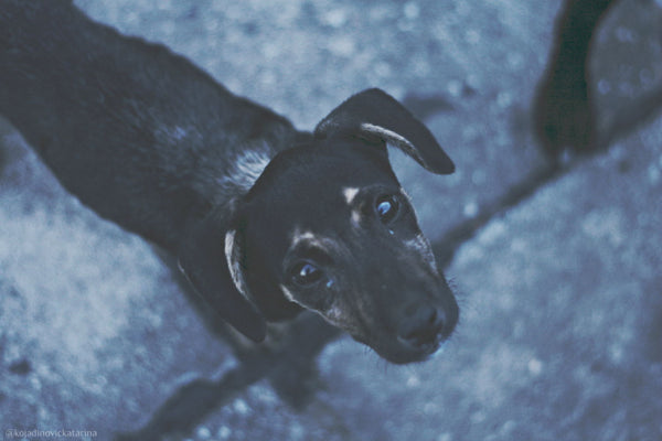 Puppy - Framed Prints