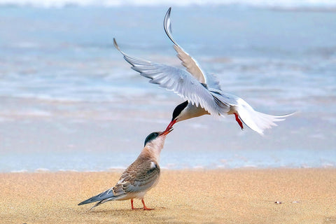 Arctic Tern - Canvas Prints by Shane WP